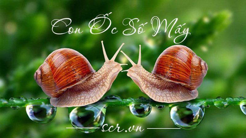 Nằm Mơ Thấy Con Chuột Đánh Số Mấy?