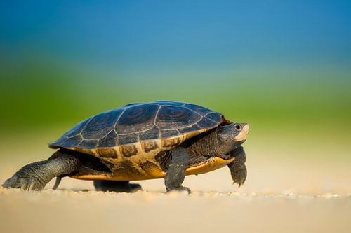 Nằm mơ bắt được rùa biển: Ý nghĩa và điềm báo