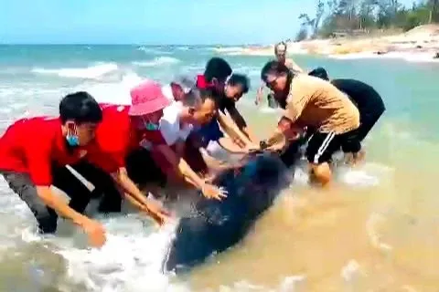 Người cứu cá mắc cạn