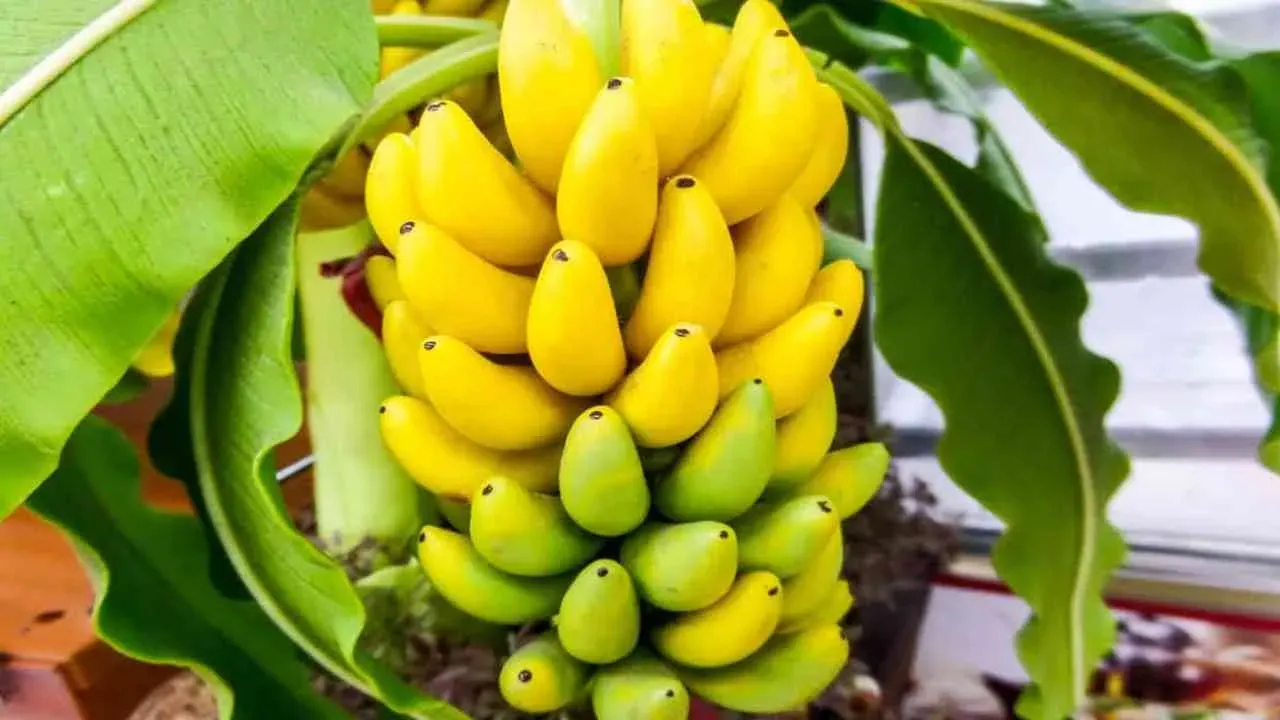 Nhiều cây chuối trong giấc mơ